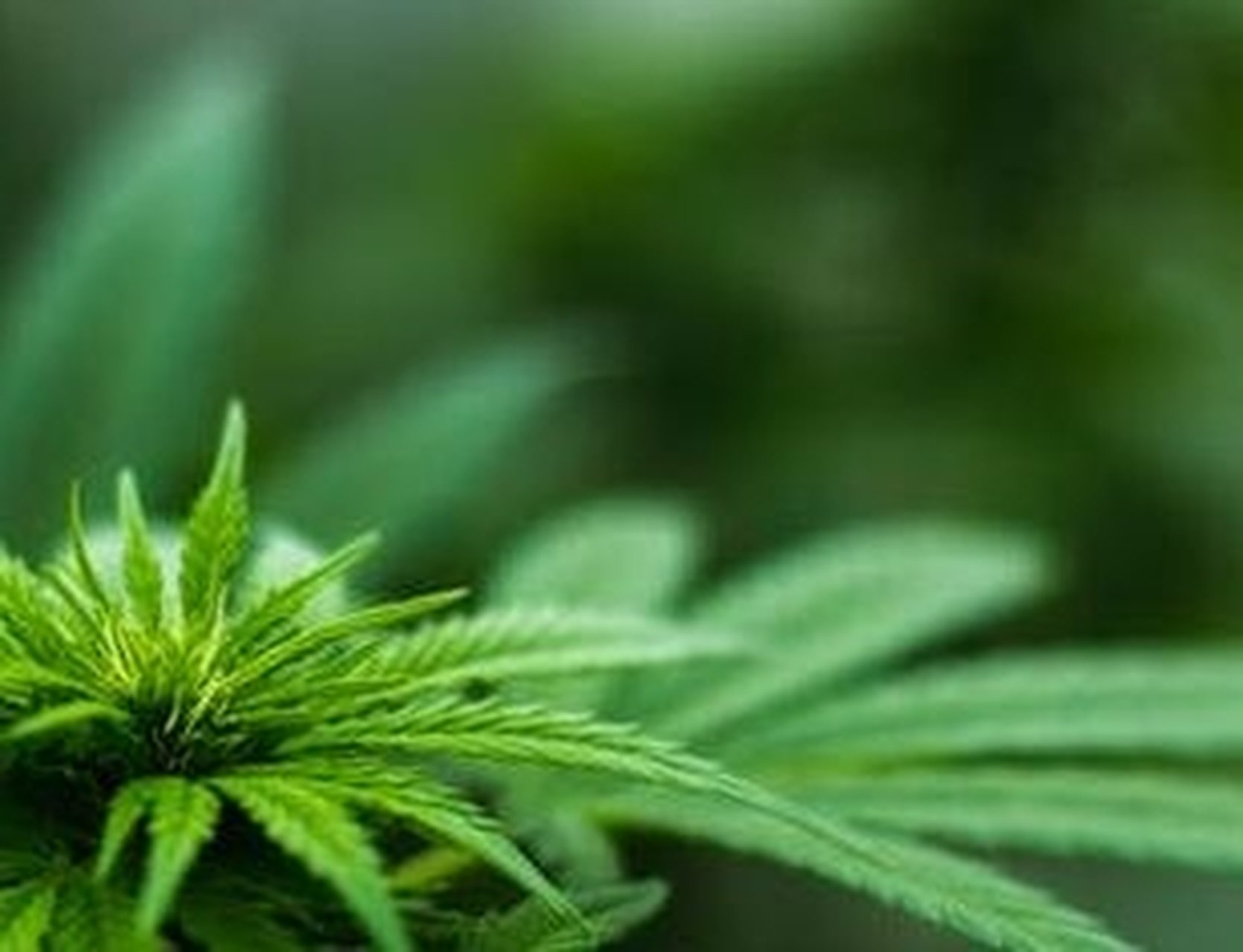 Problematisch cannabisgebruik: cijfers en preventie