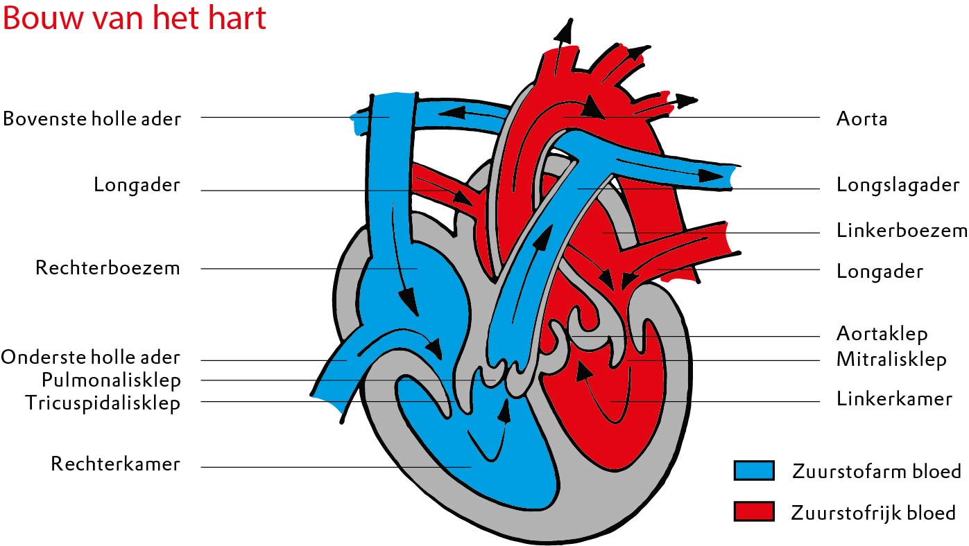 Bouw van het hart
