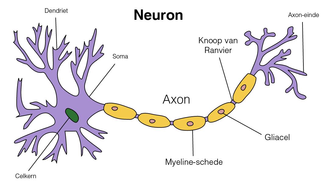 neuron1